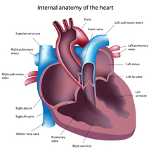 Heart Cross Section Image